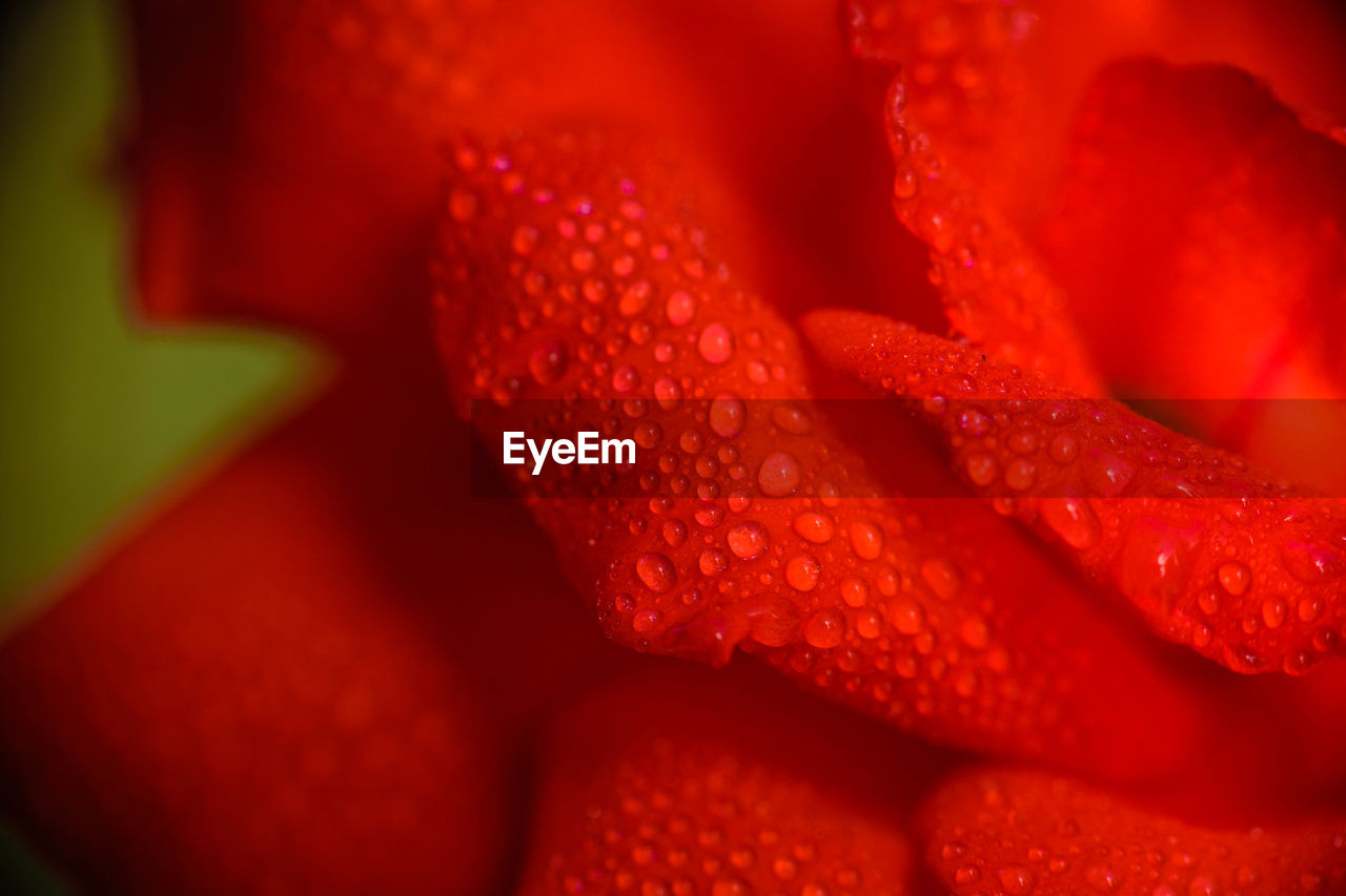 EXTREME CLOSE-UP OF RED FLOWER