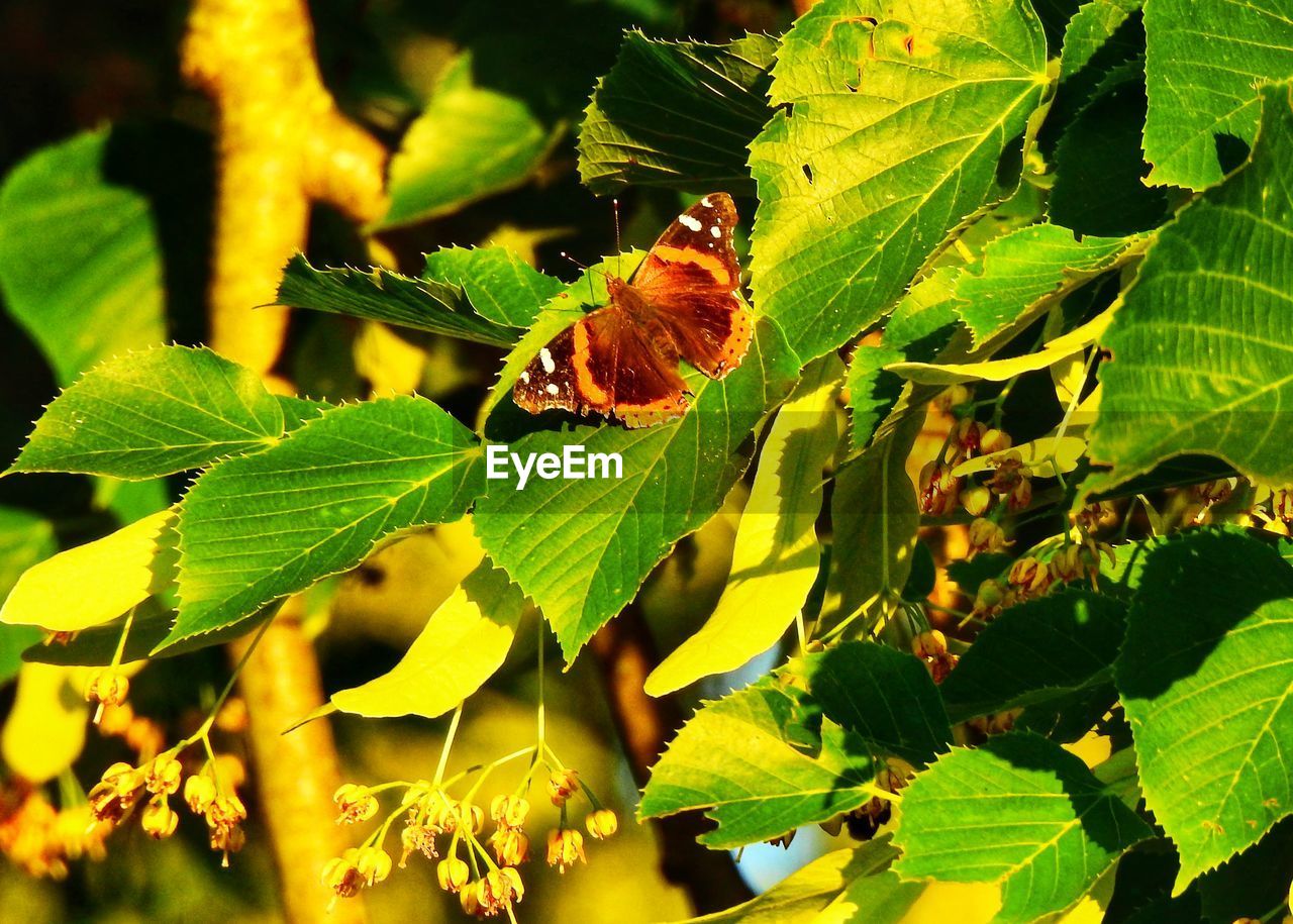 BUTTERFLY POLLINATING ON LEAVES