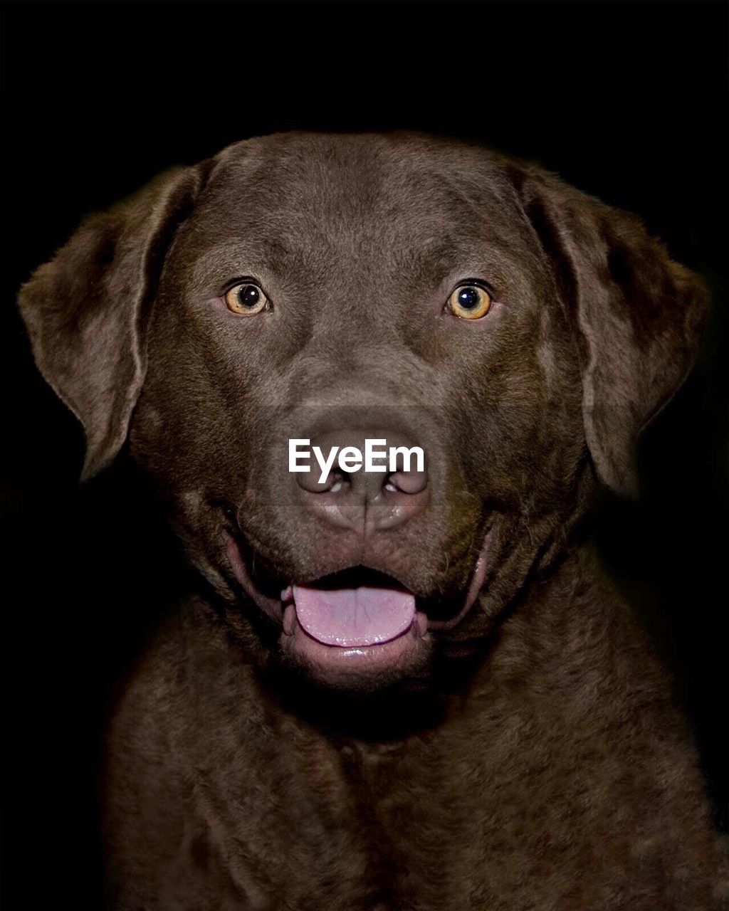 Close-up portrait of dog against black background