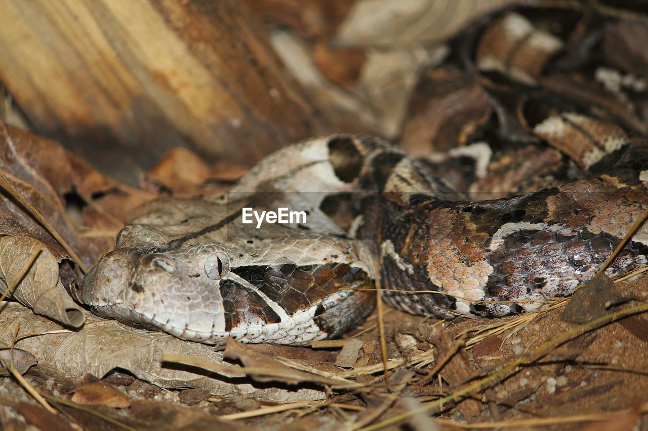 Snake on leaves