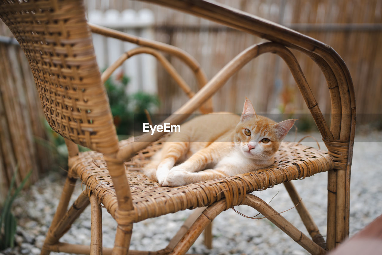 Orange brown cat laying down on a bamboo made chair chilling