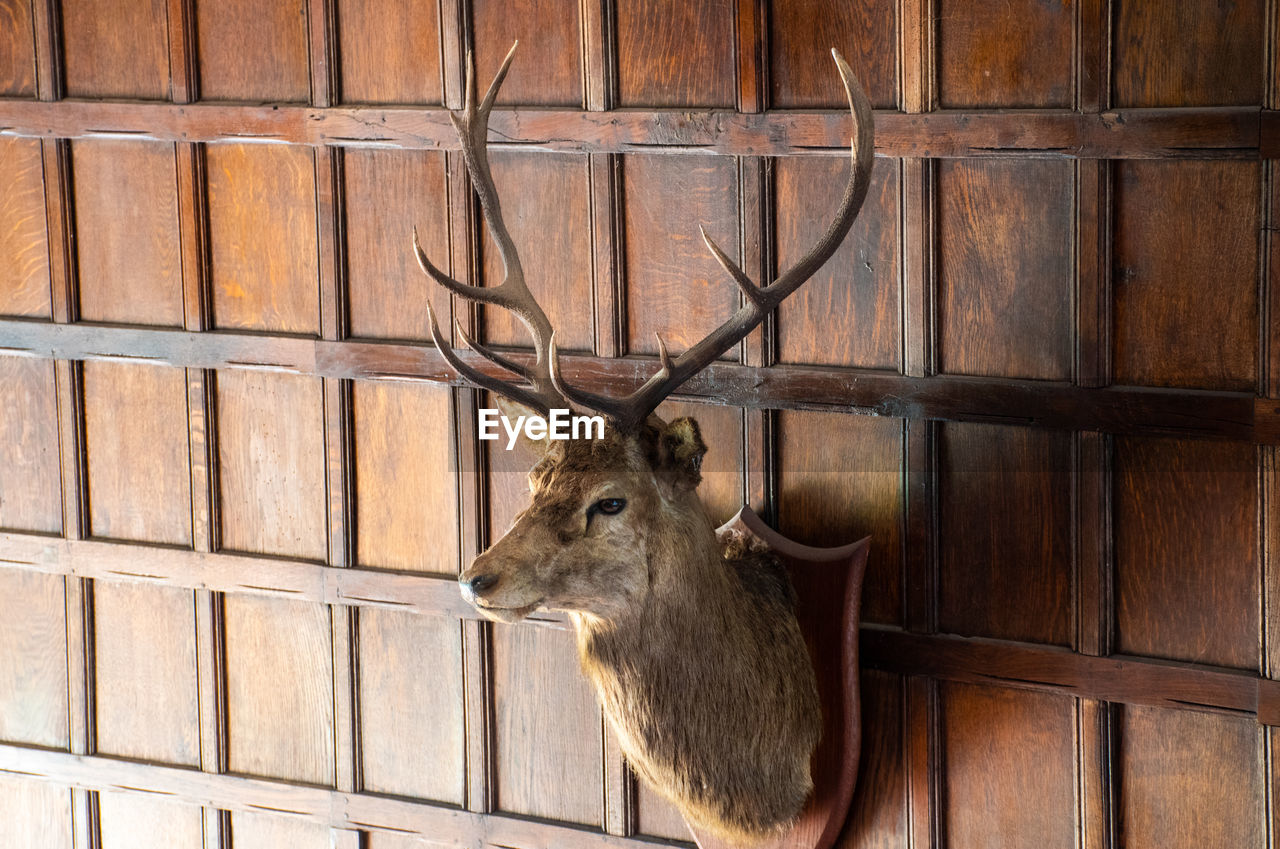 DEER STANDING AGAINST WALL