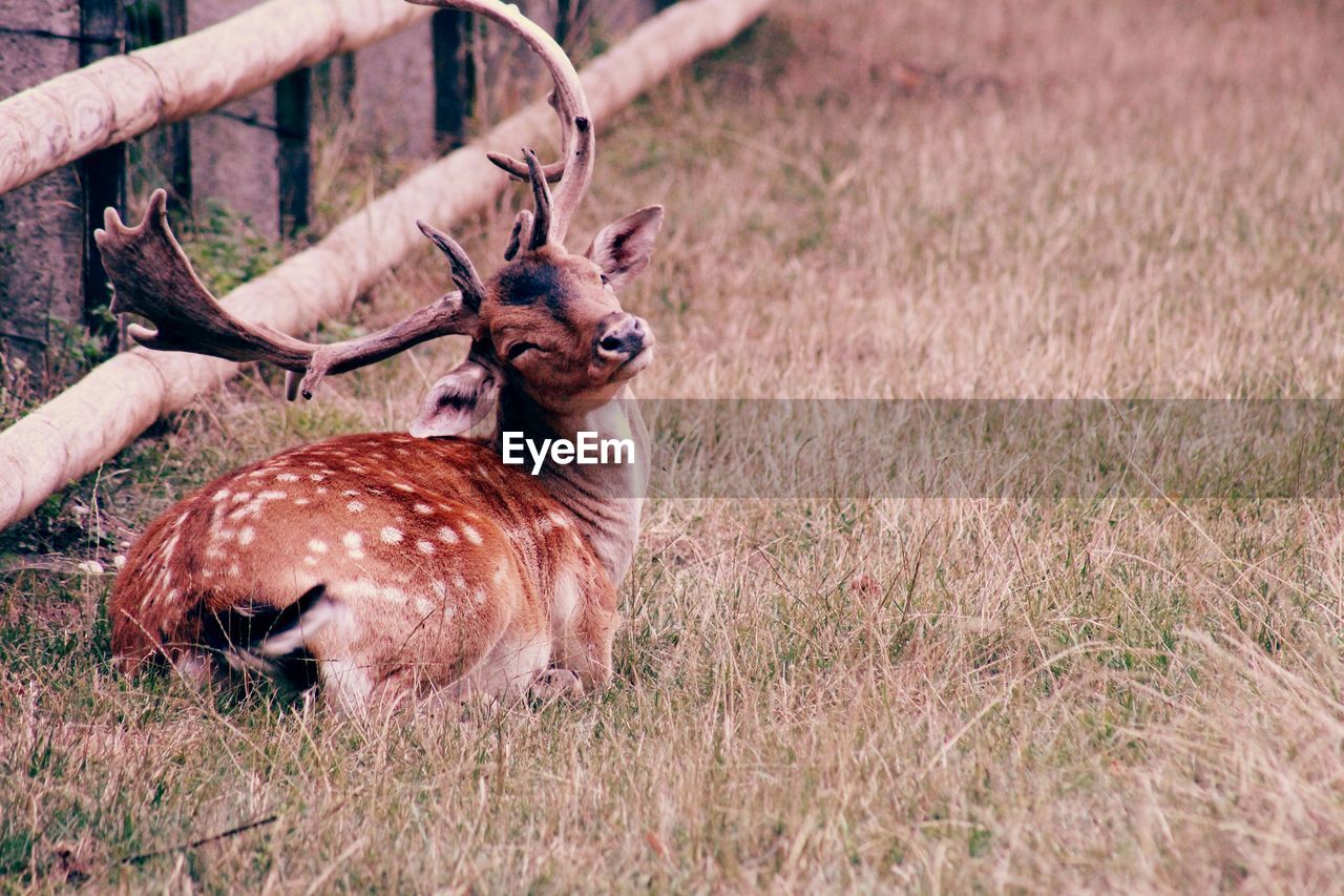 DEER IN GRASS