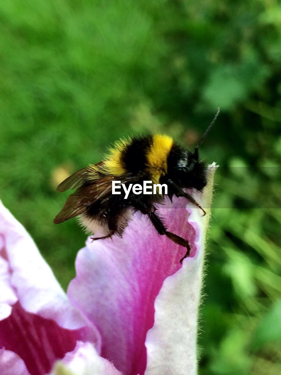 HONEY BEE POLLINATING ON PINK FLOWER