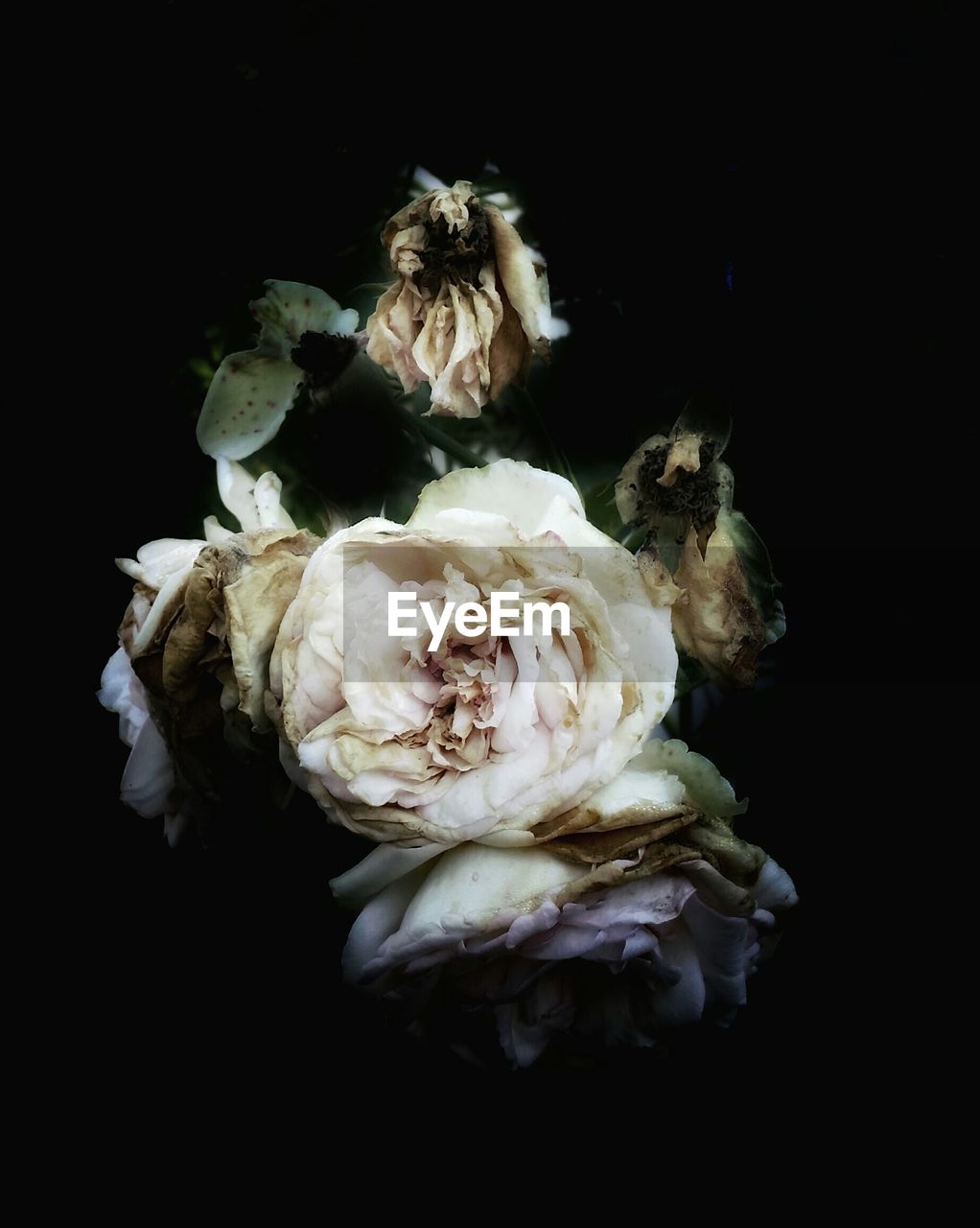 Close-up of flowers against black background