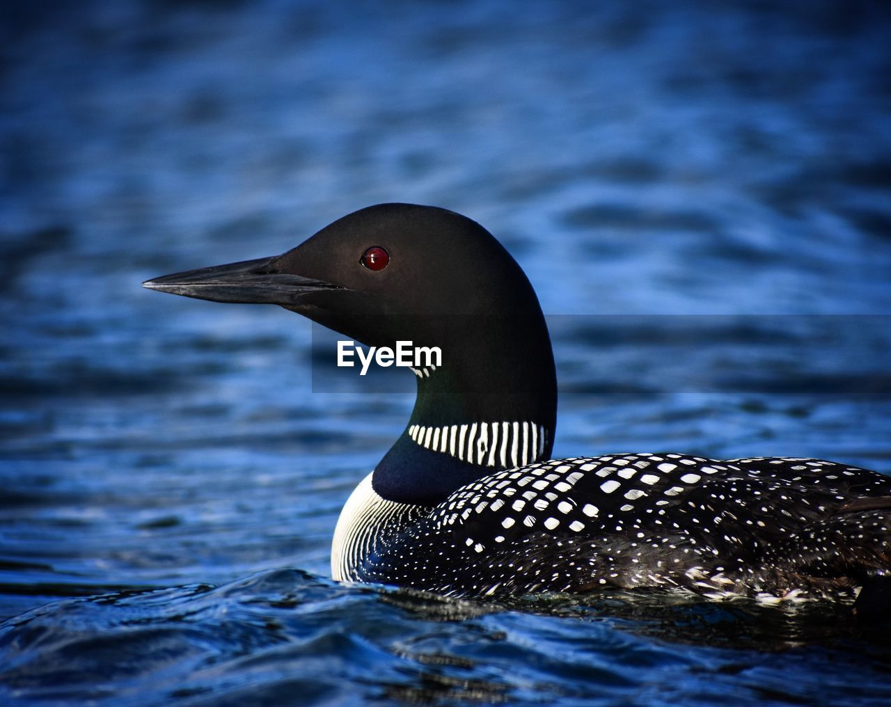 Close-up of loon swimming in lake