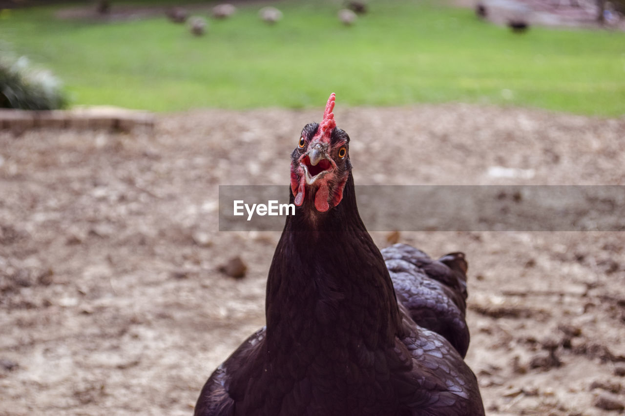 Close-up portrait of chicken on field