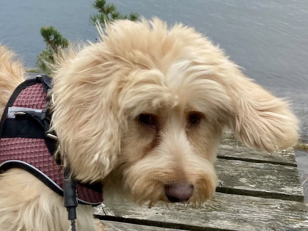 one animal, animal themes, canine, dog, pet, domestic animals, animal, mammal, portrait, animal hair, animal body part, no people, cute, relaxation, cockapoo, puppy, looking at camera, animal head, water, day