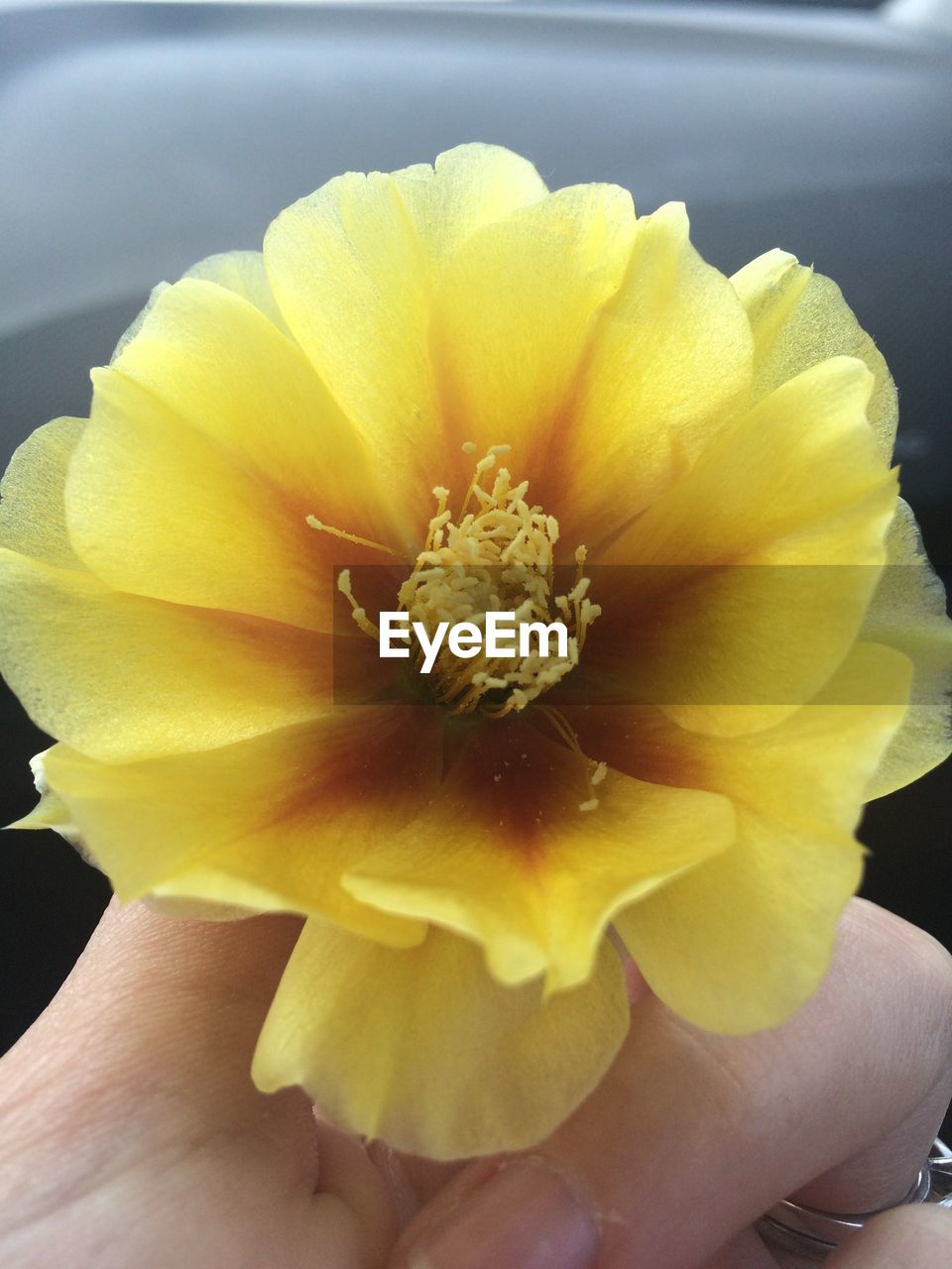 Cropped image of person holding cactus flower