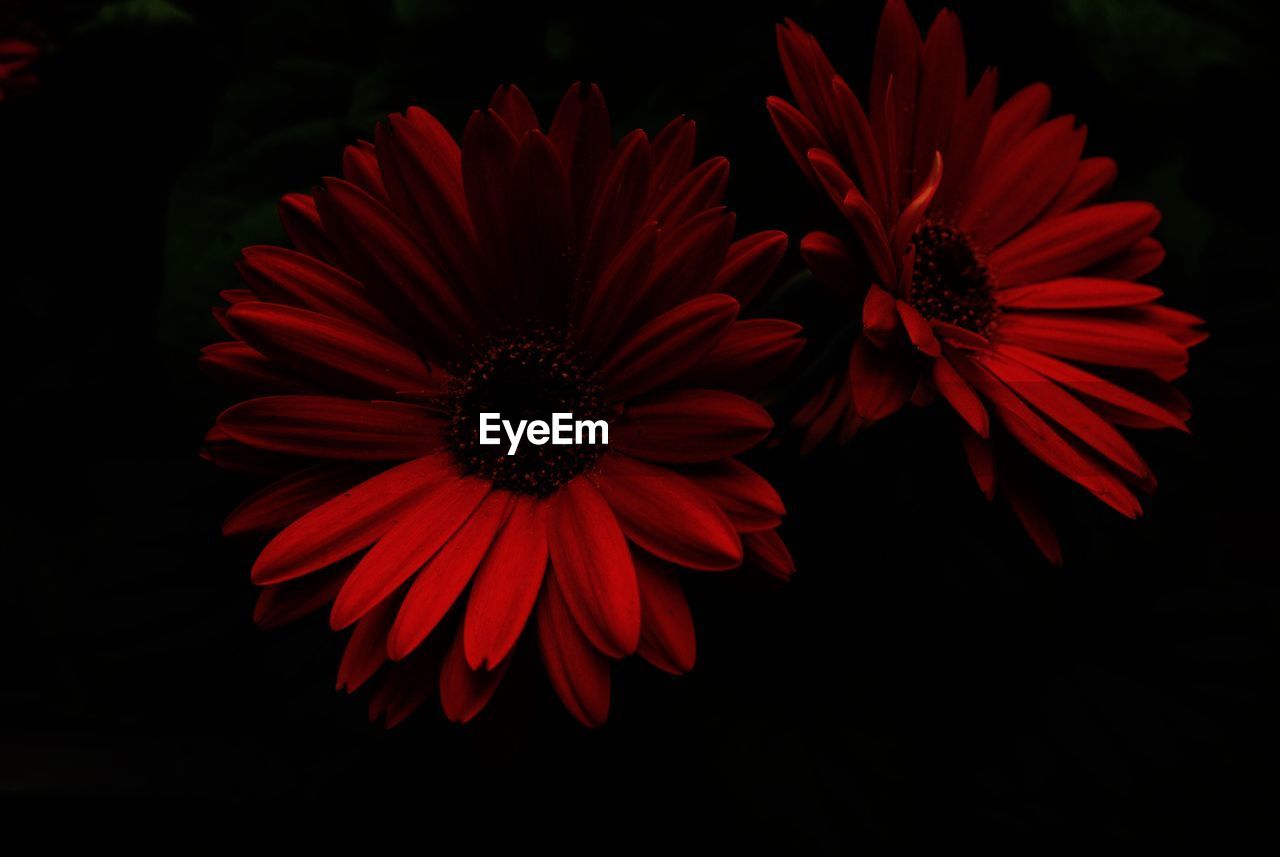 Close-up of red dahlia blooming against black background