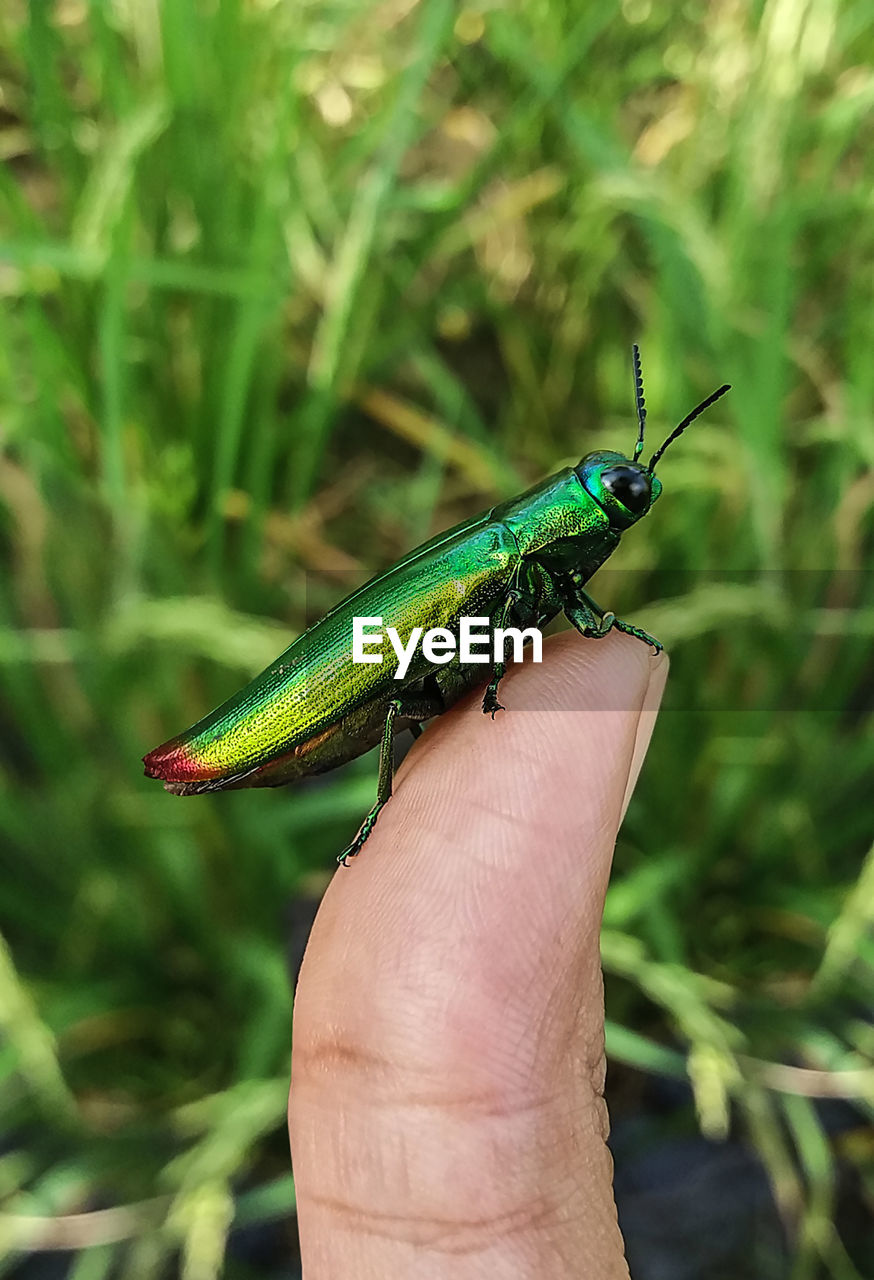 CROPPED HAND HOLDING BUTTERFLY