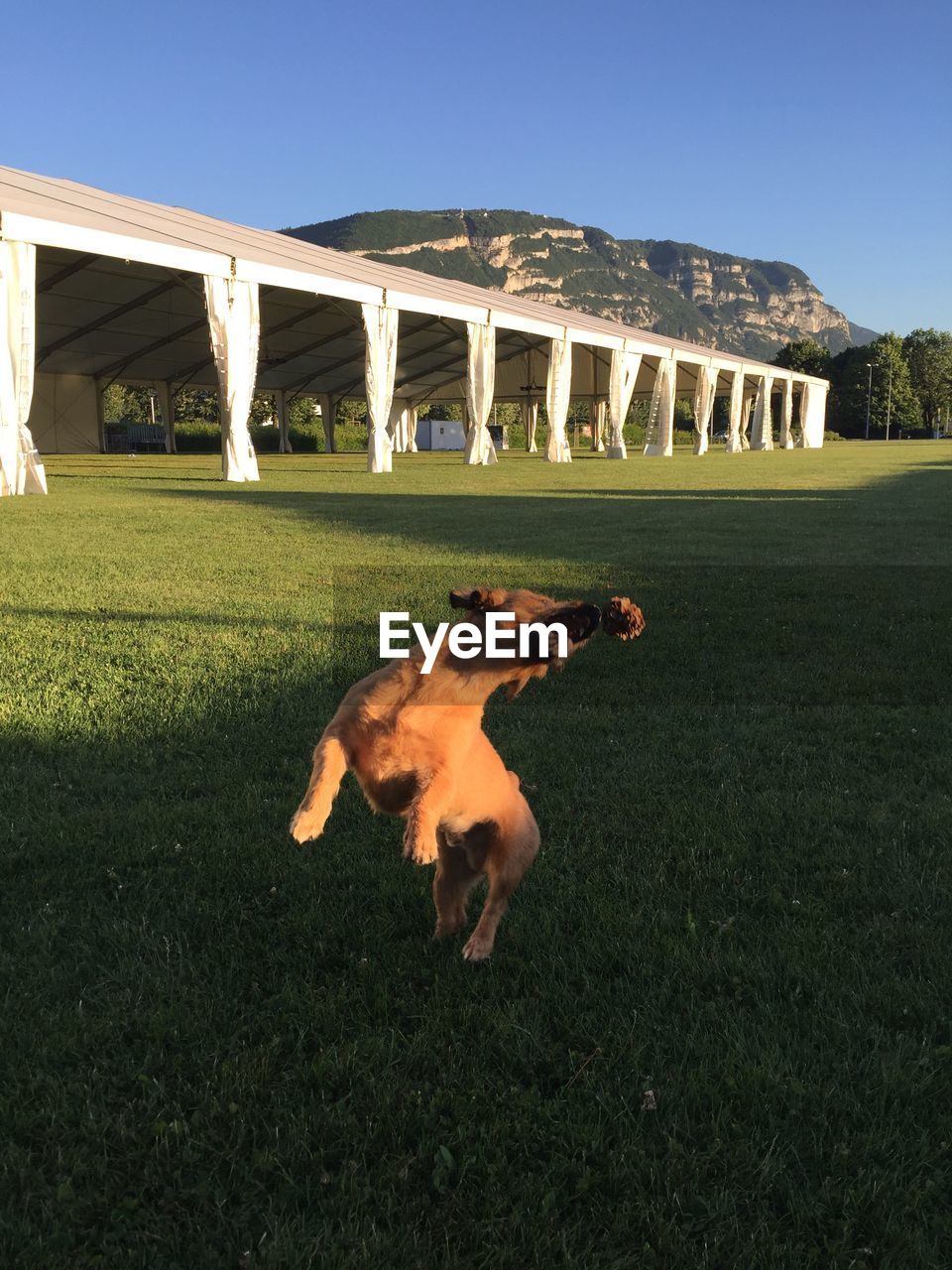 DOG ON FIELD AGAINST CLEAR SKY