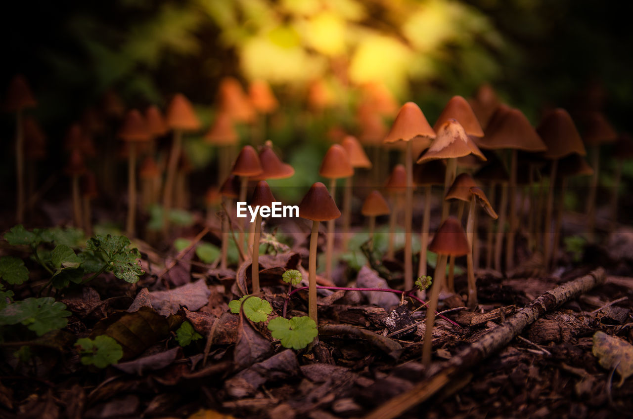 Close-up of mushroom growing on field