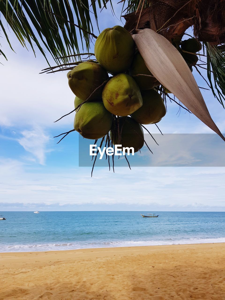 Coconut palm tree by sea against sky