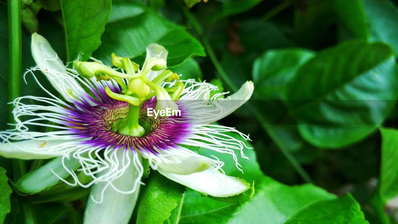 Close-up of purple flowering plant