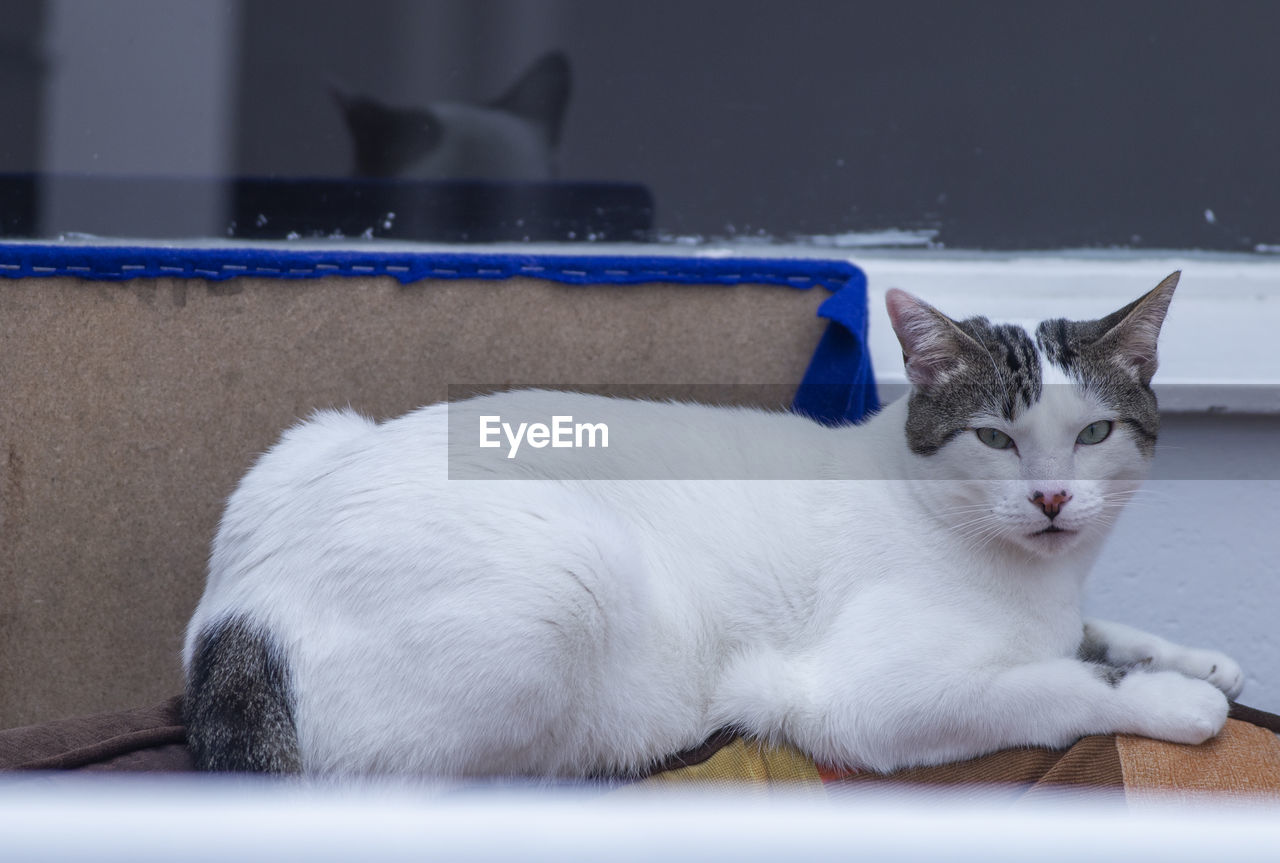 CLOSE-UP OF A CAT RESTING ON A HOME