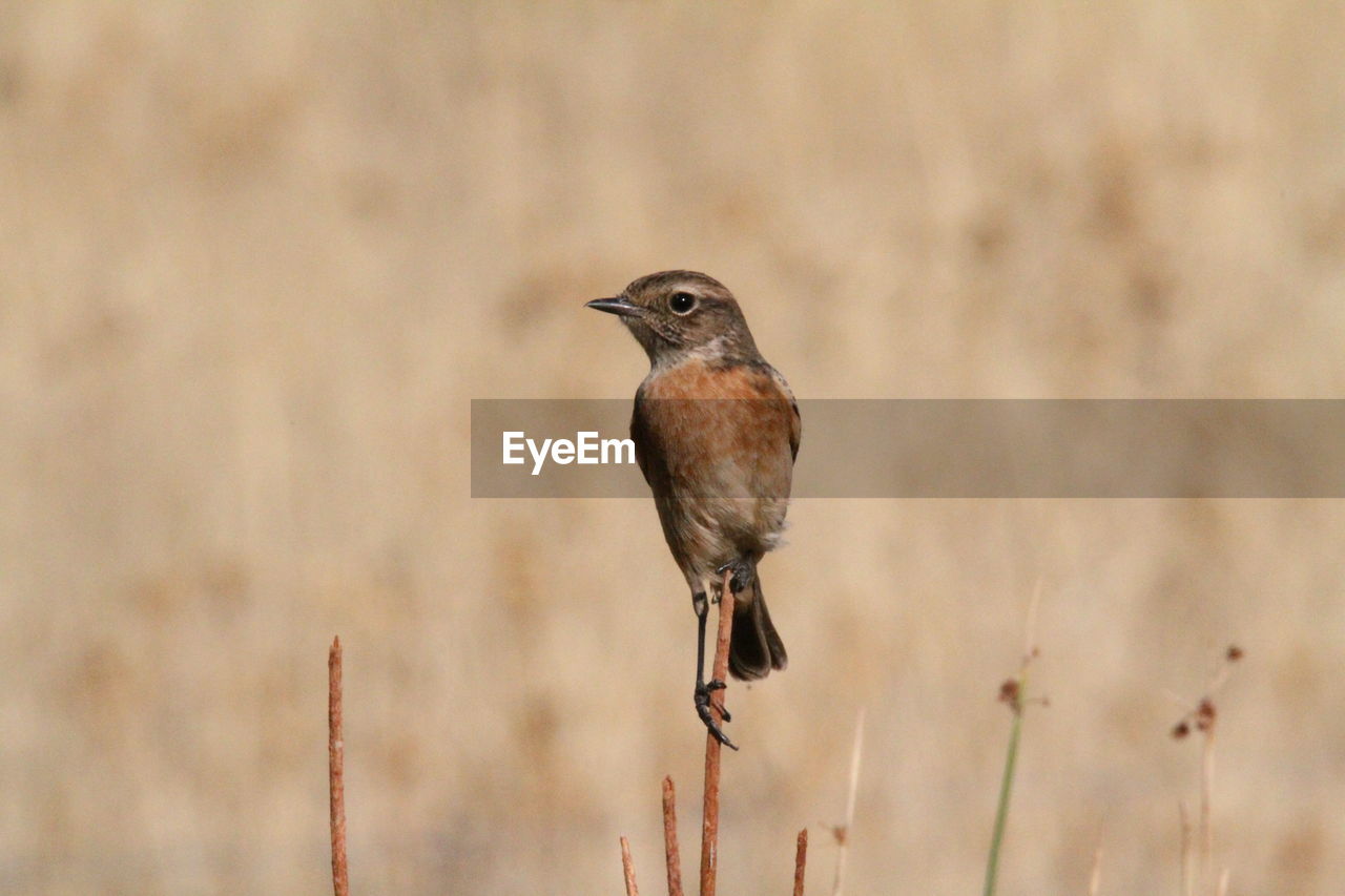 Close-up of bird perching on twig 