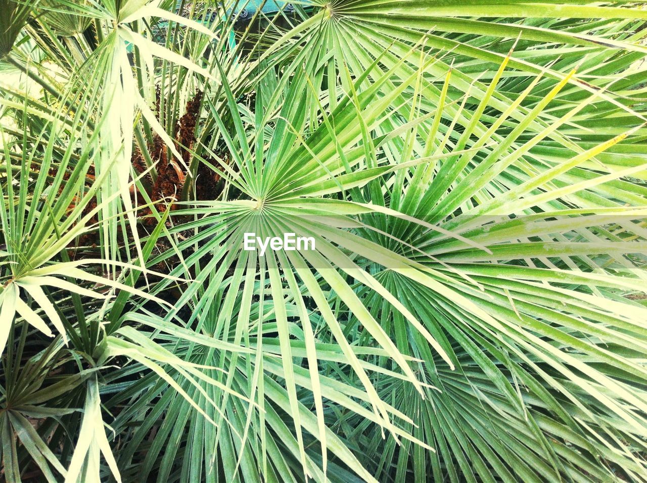 FULL FRAME SHOT OF FRESH GREEN PLANTS