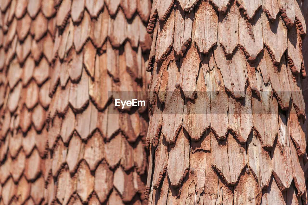 Full frame shot of patterned tree trunk