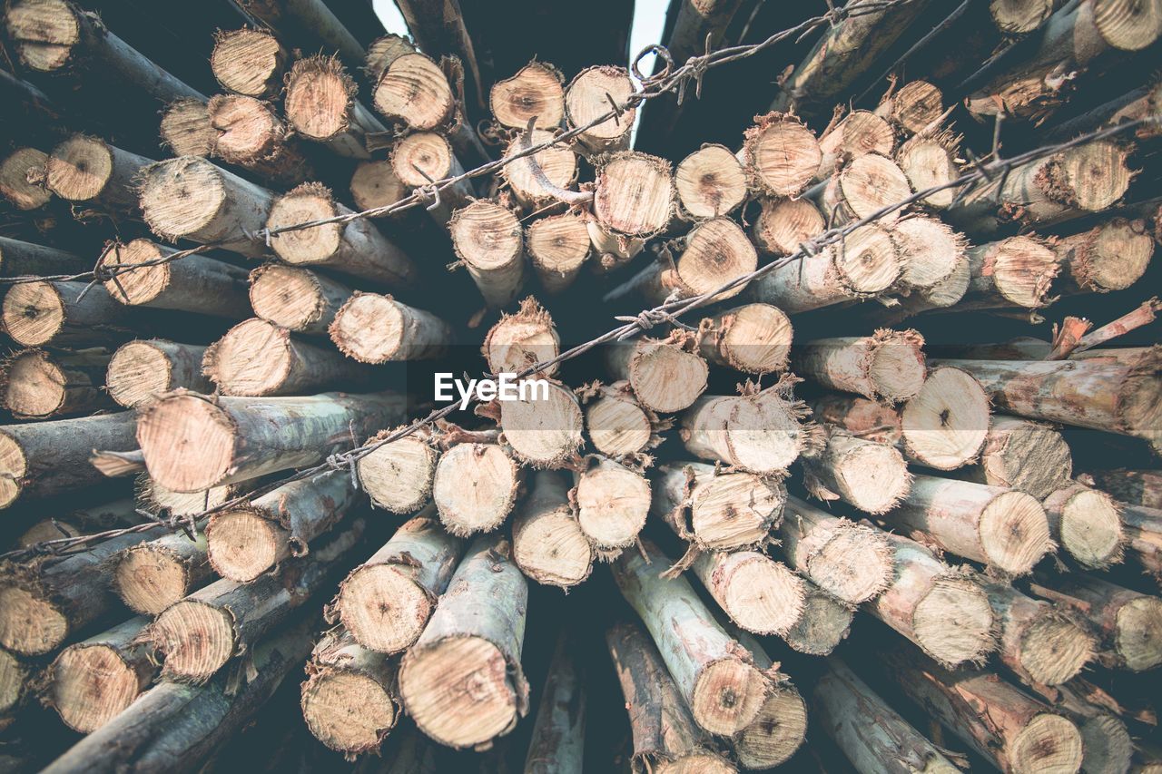 STACK OF LOGS IN FOREST