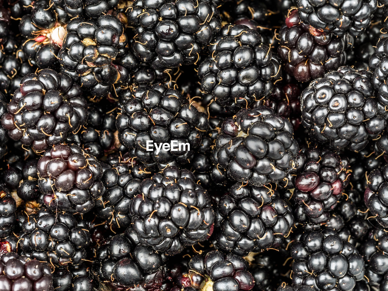 Background of fresh and juicy blackberries