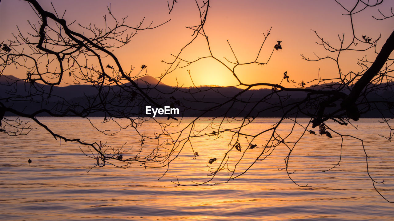 BARE TREES AT SUNSET