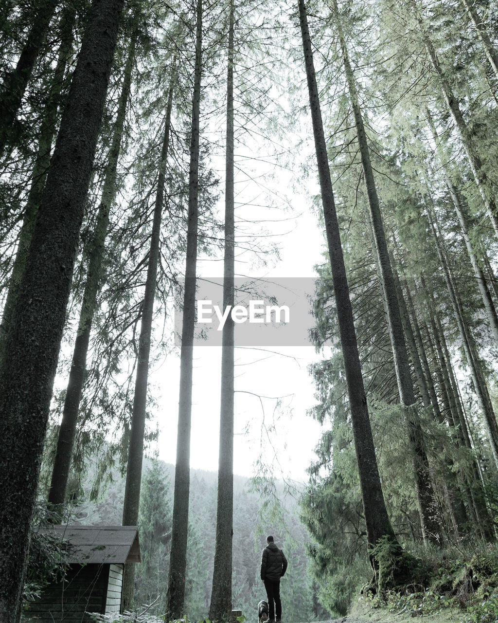 Low angle view of pine trees in forest