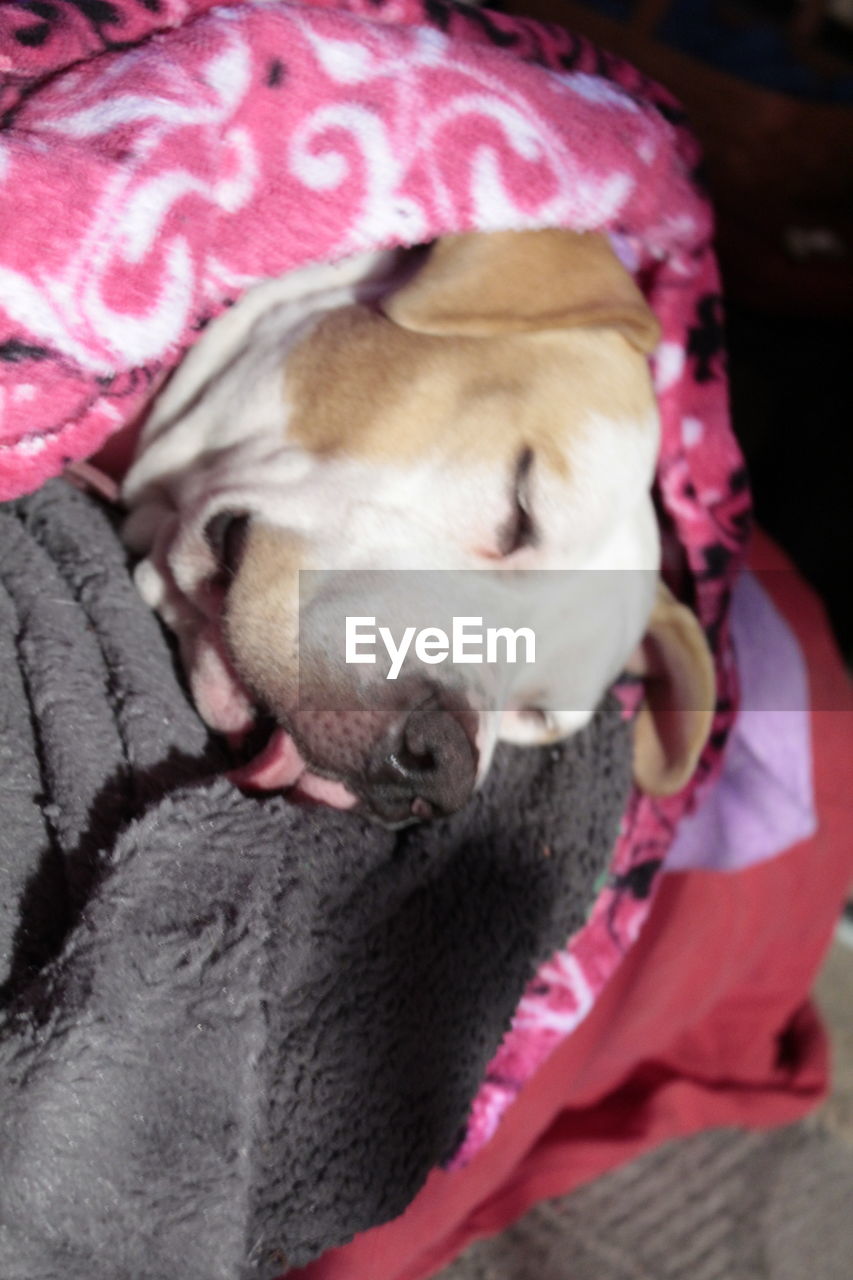 CLOSE-UP OF DOG SLEEPING IN PINK BLANKET