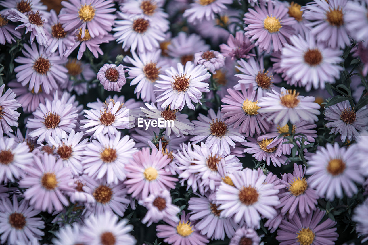 Full frame shot of daisies