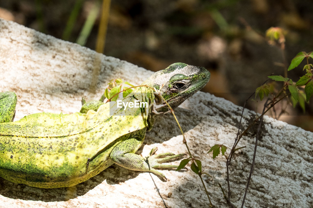 Close-up of lizard on rock