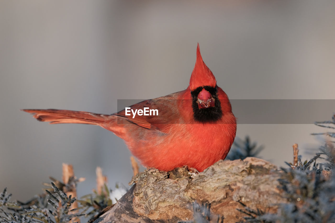 Northern cardinal