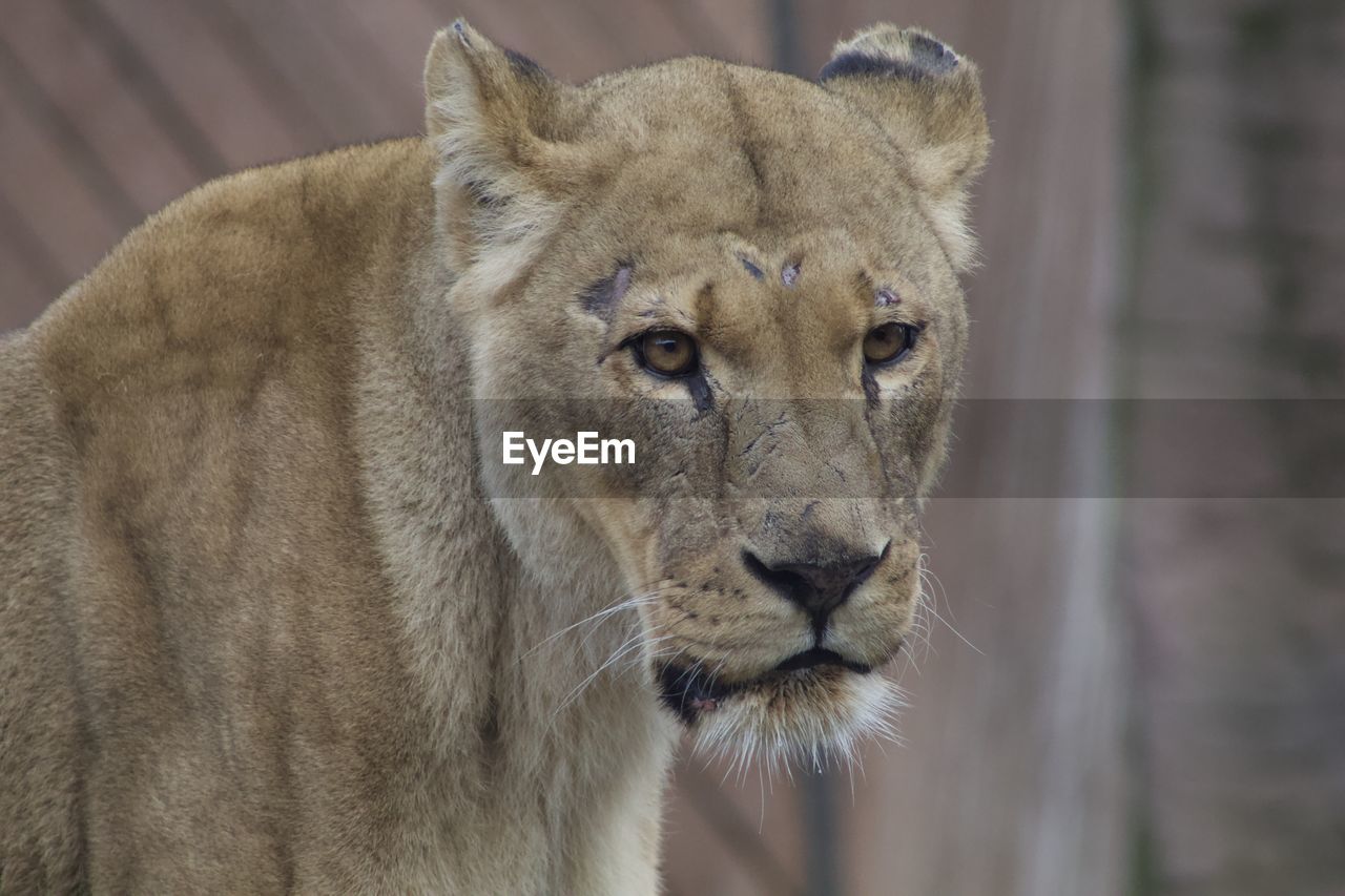 Close-up of a lioness in zoo