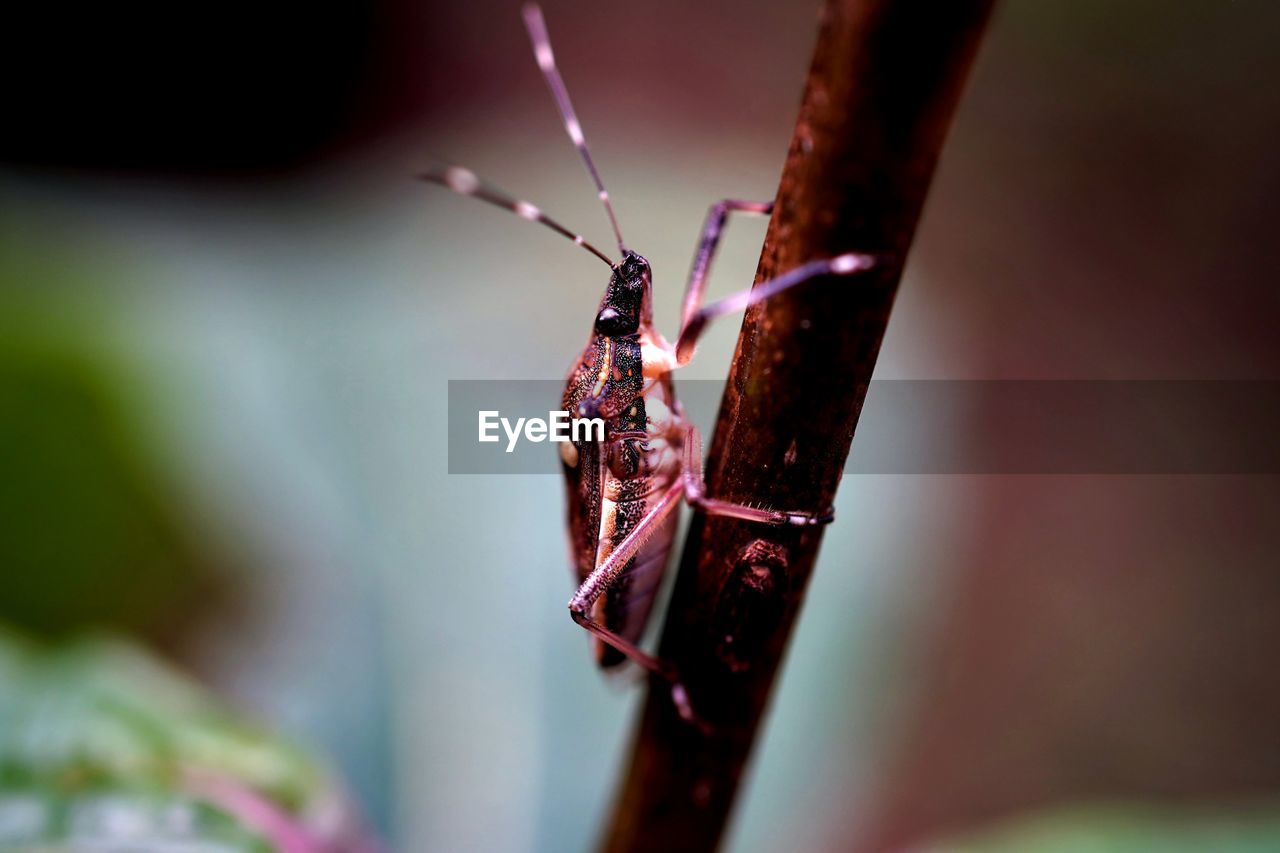 Close-up of insect on plant