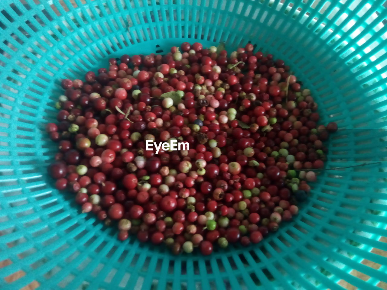 CLOSE-UP OF EGGS IN TRAY