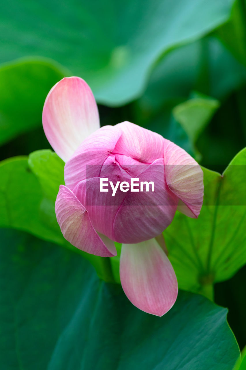 CLOSE-UP OF PINK WATER LILY IN LOTUS