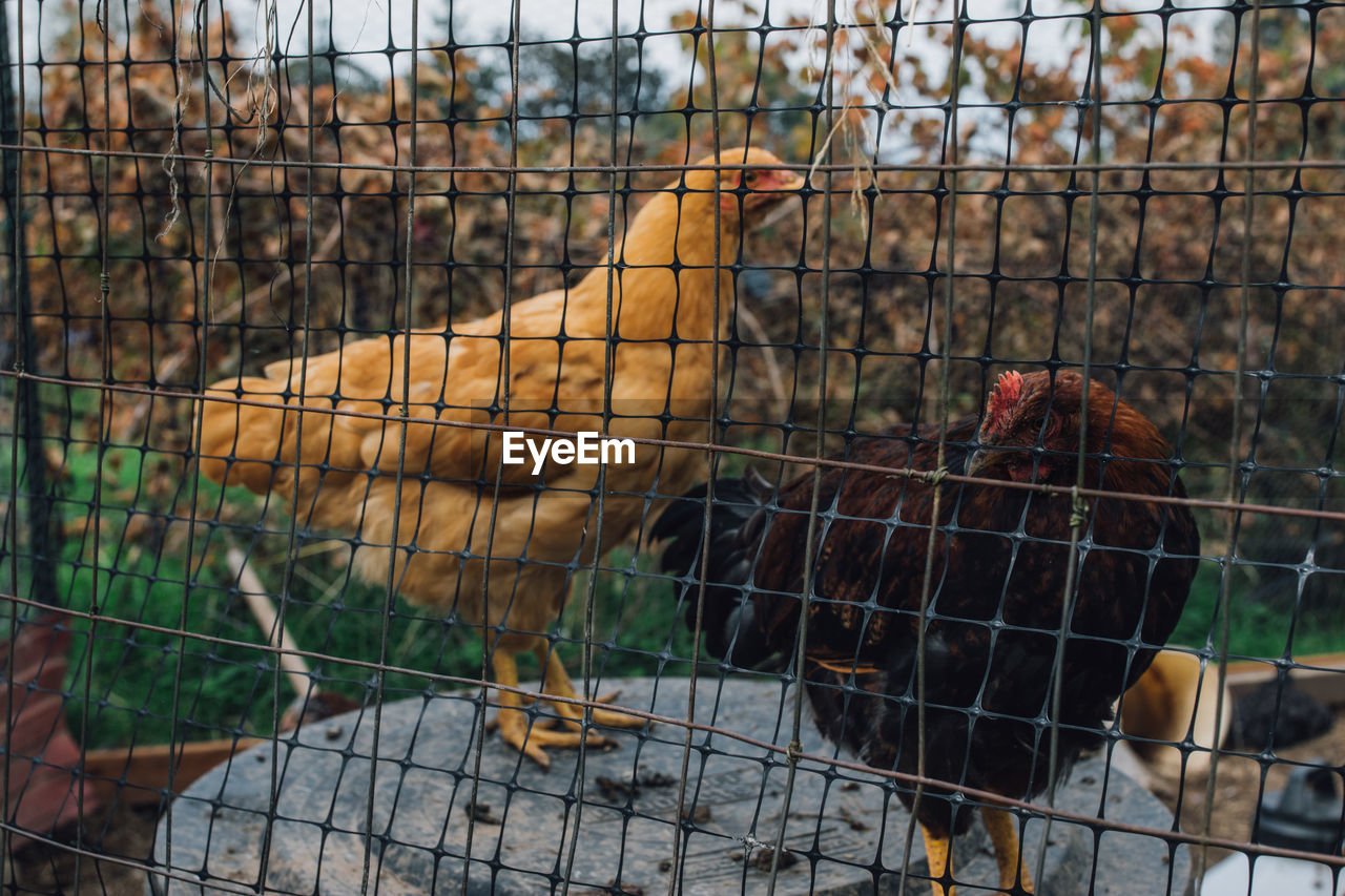 Golden chicken and brown chicken behind wire mesh fence