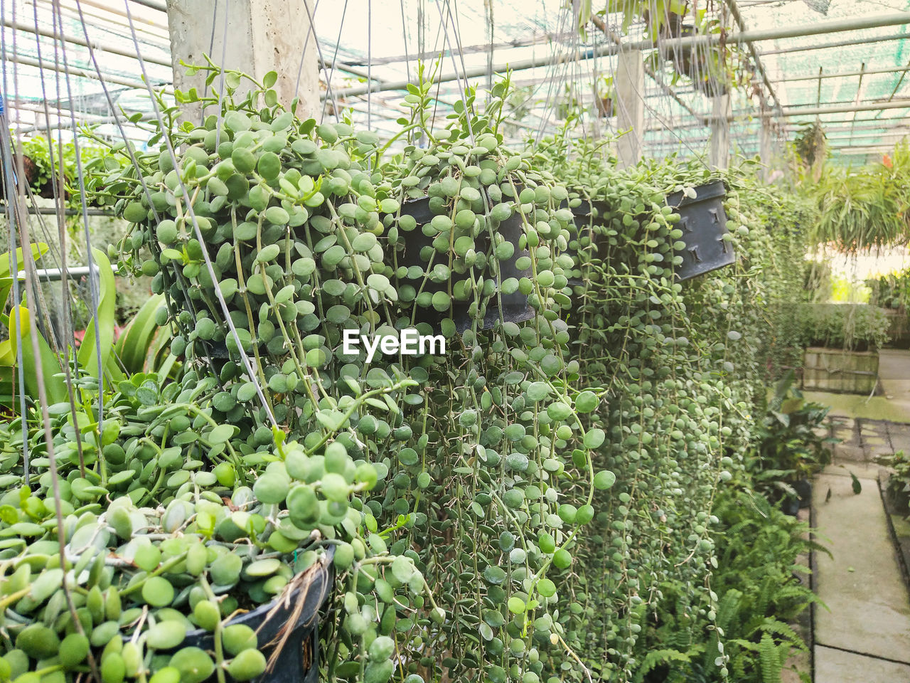 PLANTS IN GREENHOUSE