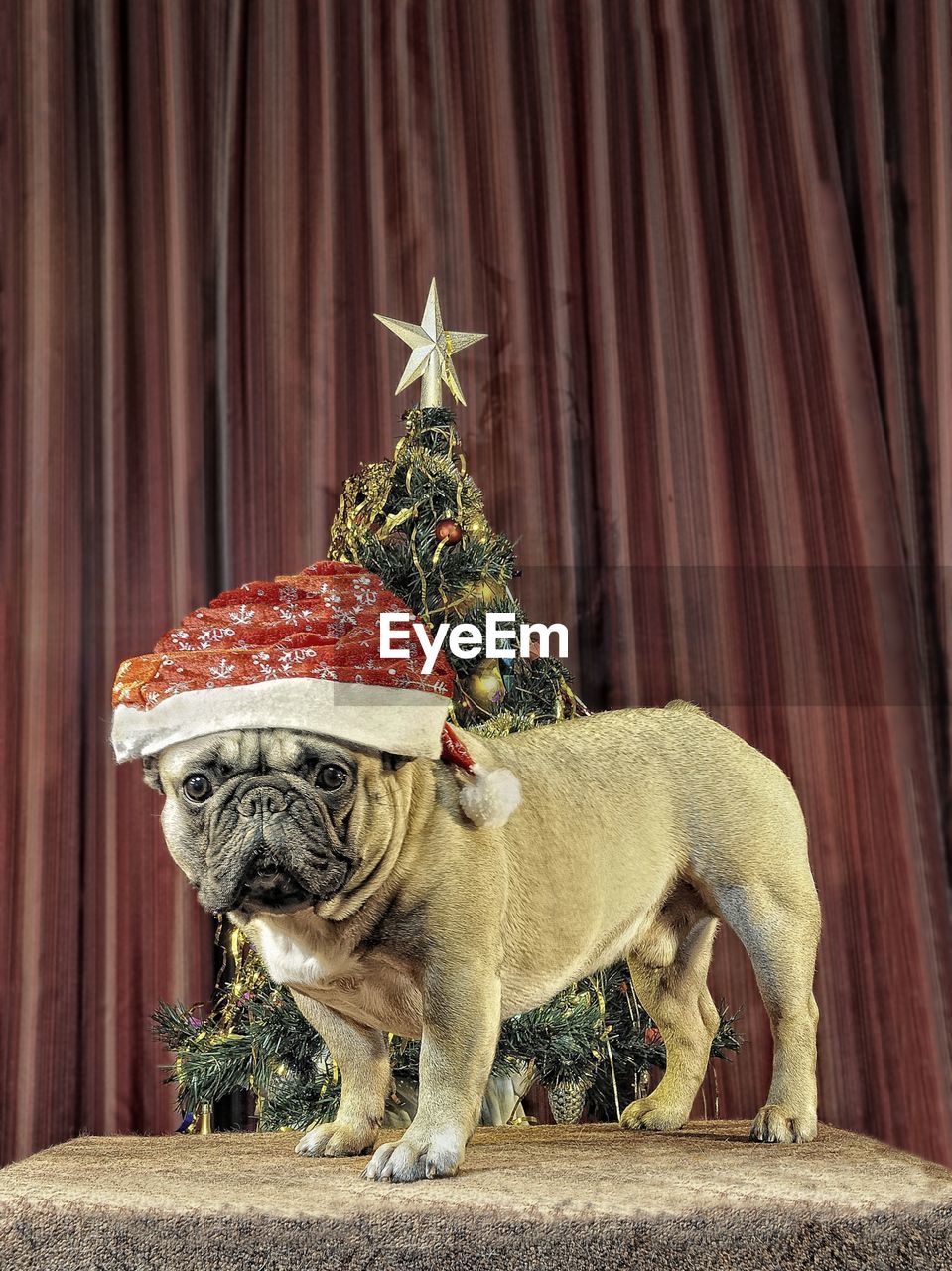 Portrait of dog in santa hat standing on table by christmas tree at home