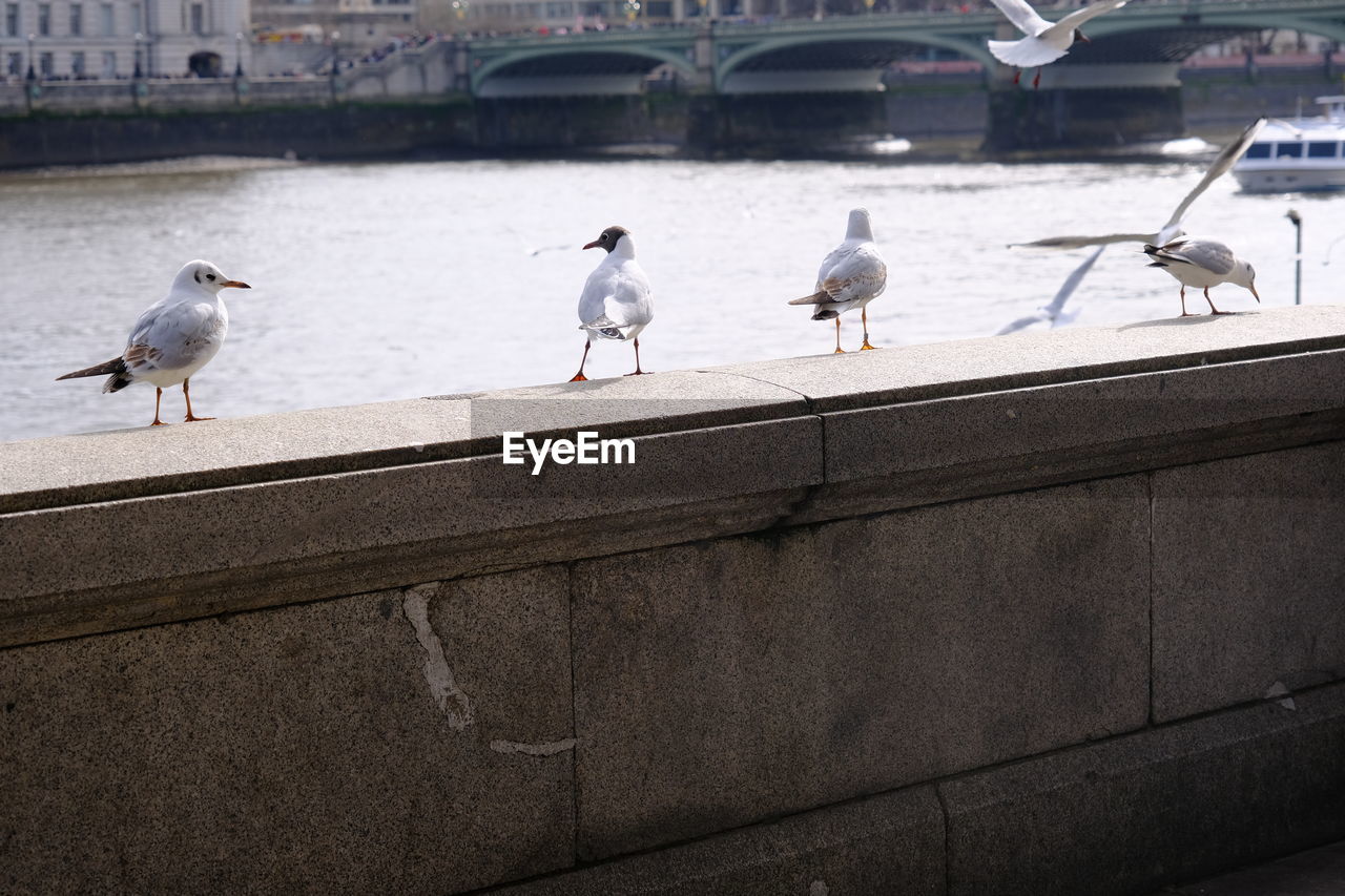 bird, animal themes, animal, animal wildlife, wildlife, group of animals, architecture, seagull, built structure, water, perching, day, no people, building exterior, city, nature, pigeon, gull, outdoors, railing