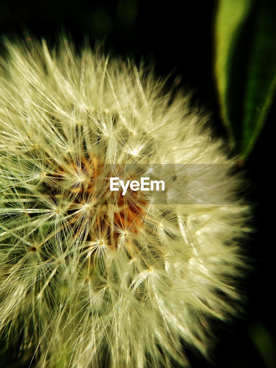 CLOSE-UP OF DANDELION ON PLANT