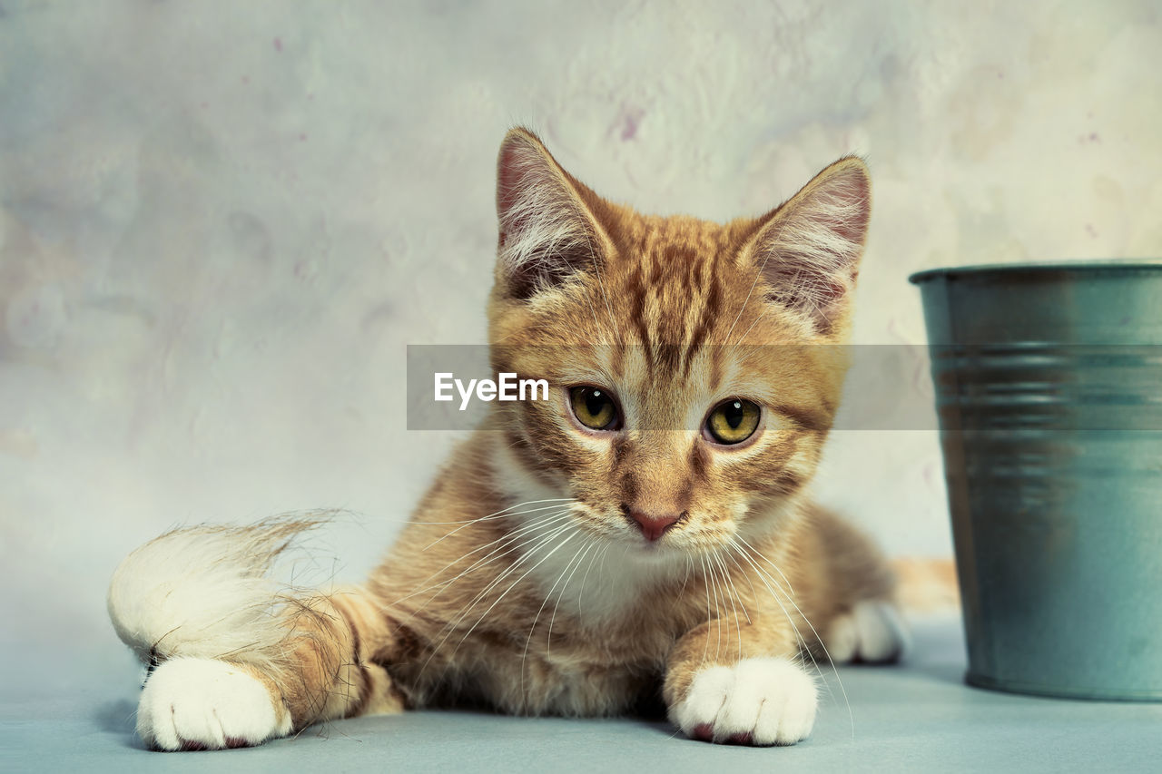 CLOSE-UP PORTRAIT OF CAT SITTING ON TABLE