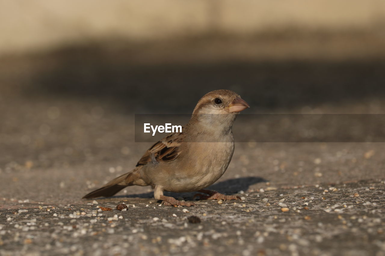 Close-up of bird perching