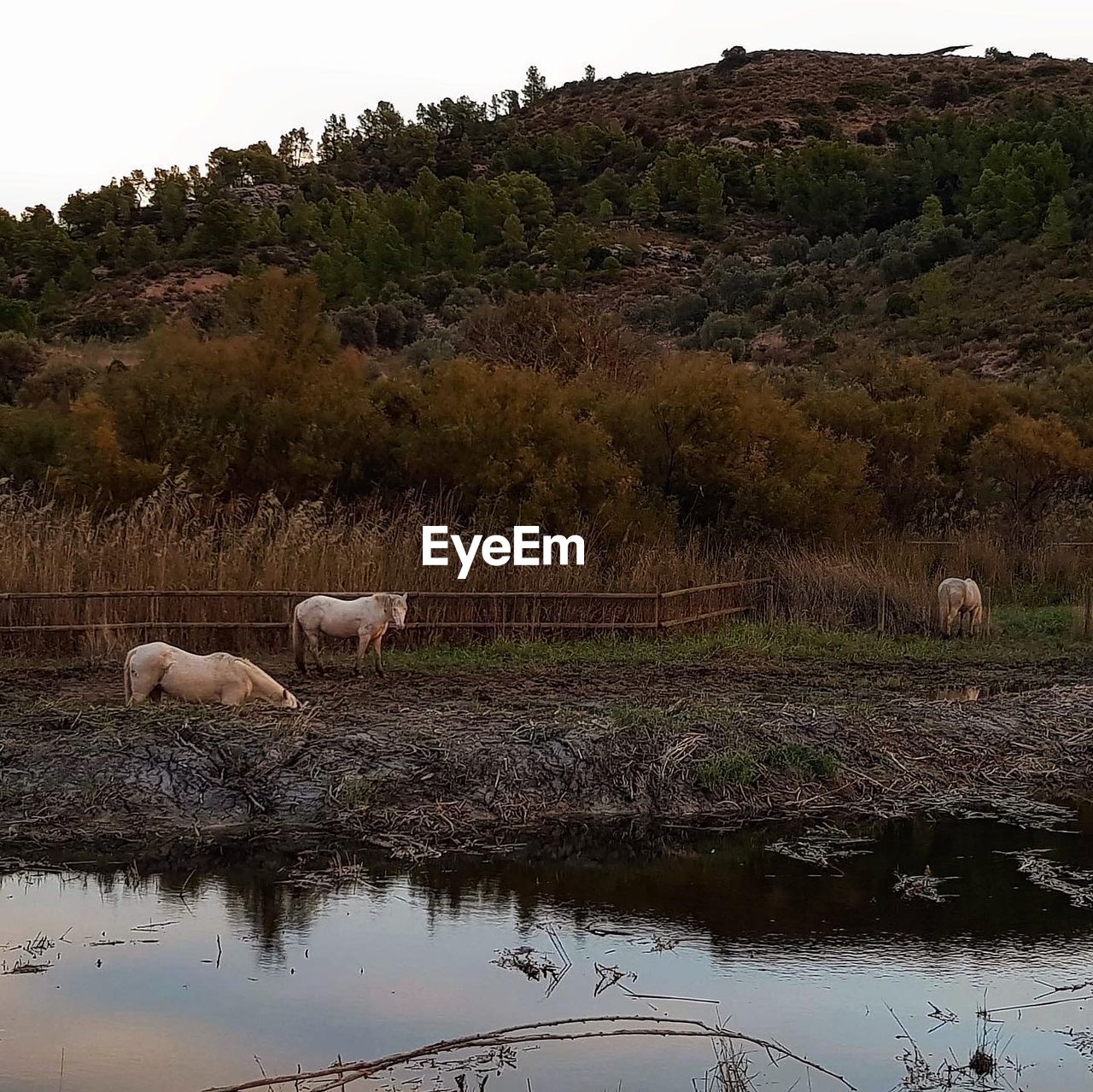 VIEW OF SHEEP DRINKING WATER FROM A LAKE