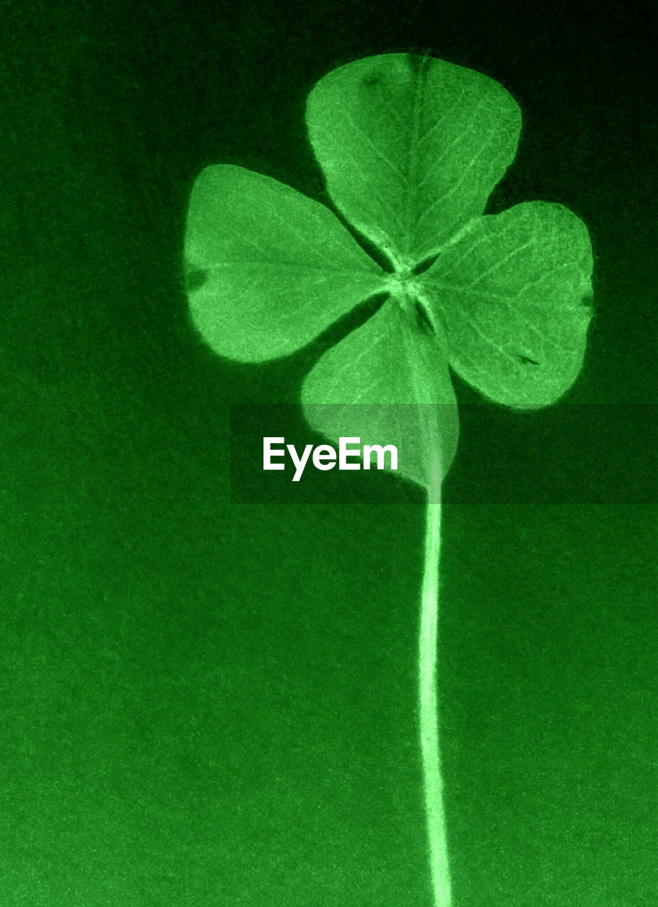 CLOSE-UP OF GREEN LEAF