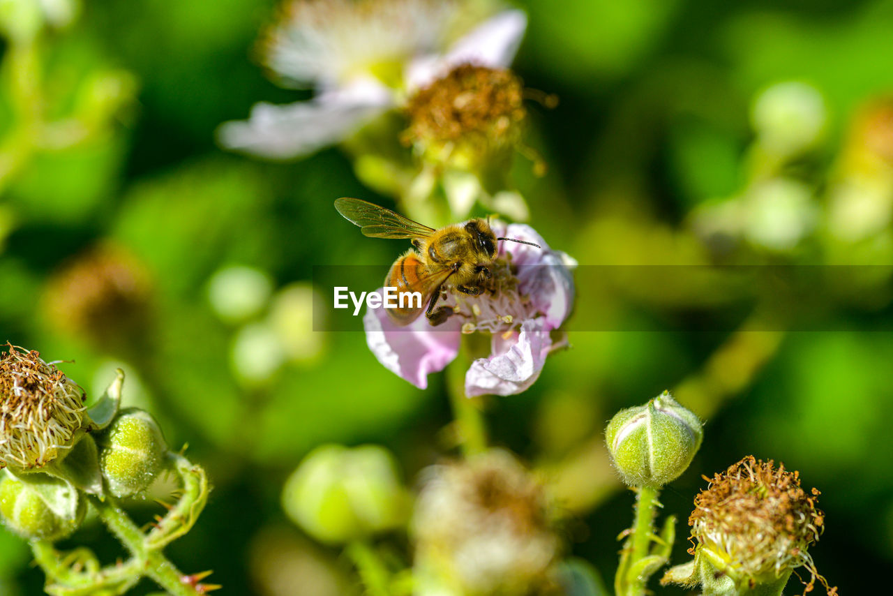 Close-up of bee on purple flower