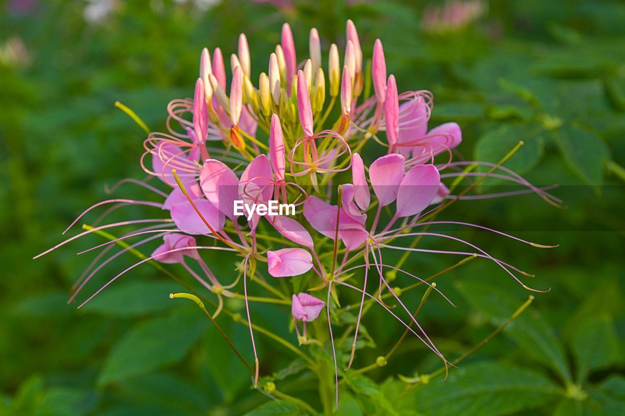 CLOSE-UP OF PINK FLOWER BLOOMING