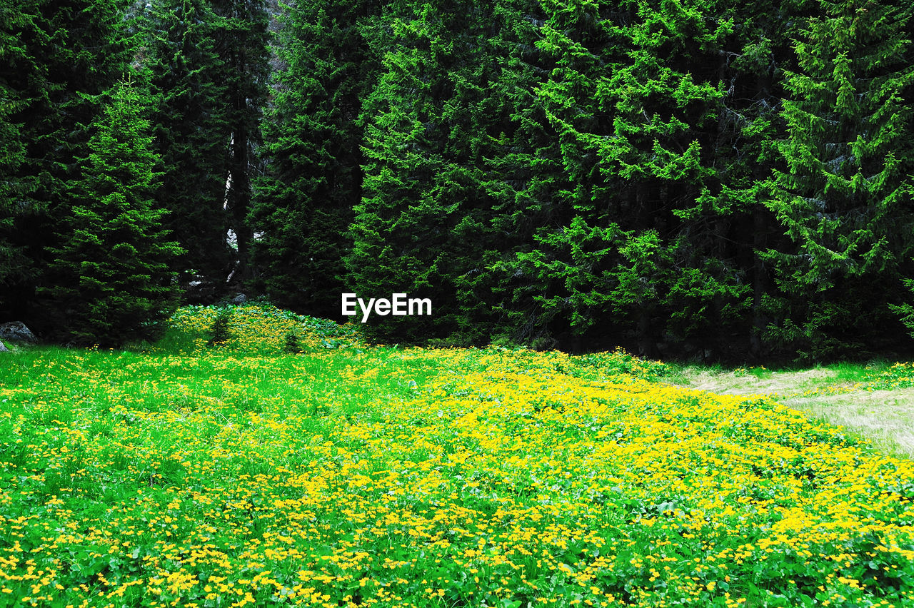 YELLOW FLOWERS IN FOREST