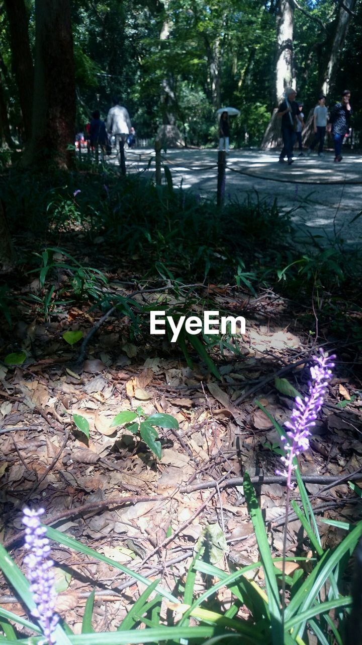 WOMAN IN PARK