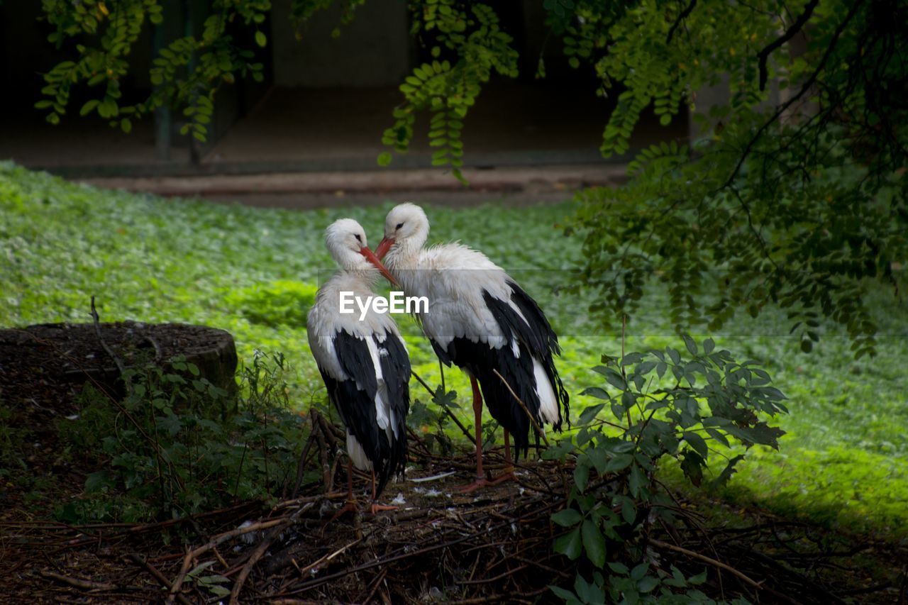 animal themes, animal, bird, animal wildlife, wildlife, nature, plant, green, stork, group of animals, ciconiiformes, no people, tree, two animals, forest, outdoors, grass, day, animal body part, white stork