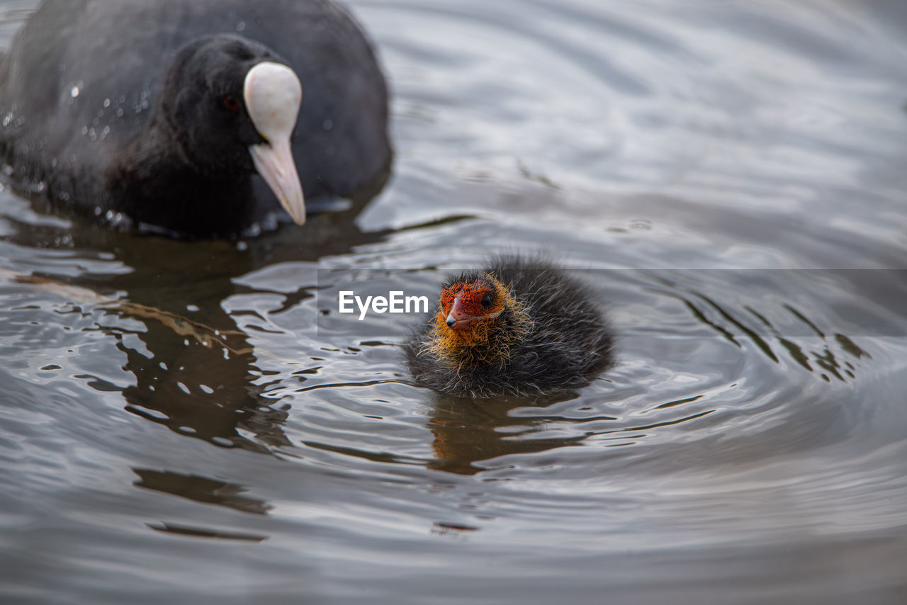 HIGH ANGLE VIEW OF A DUCK IN LAKE